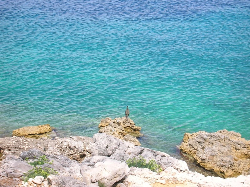 Majestic Marine Creatures